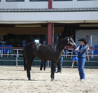 2007 Dusty Rock Filly At Show[1] (2)